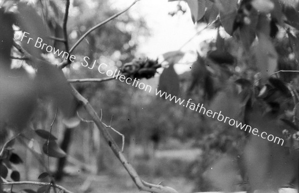 IN BUSH  CATERPILLAR IN NEST